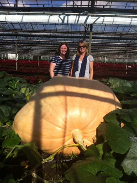 giant pumpkin