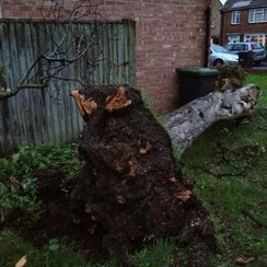 Tree after Hayling Island Tornado