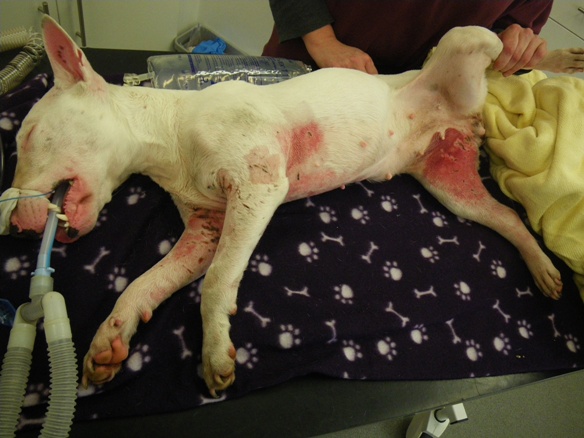 injured Staffy Botley