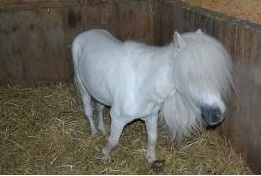 Andover Hampshire Shetland ponies