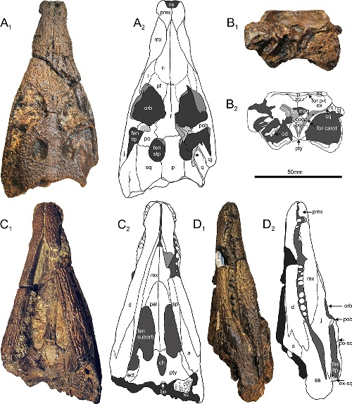 Isle of Wight Portsmouth crocodile fossils