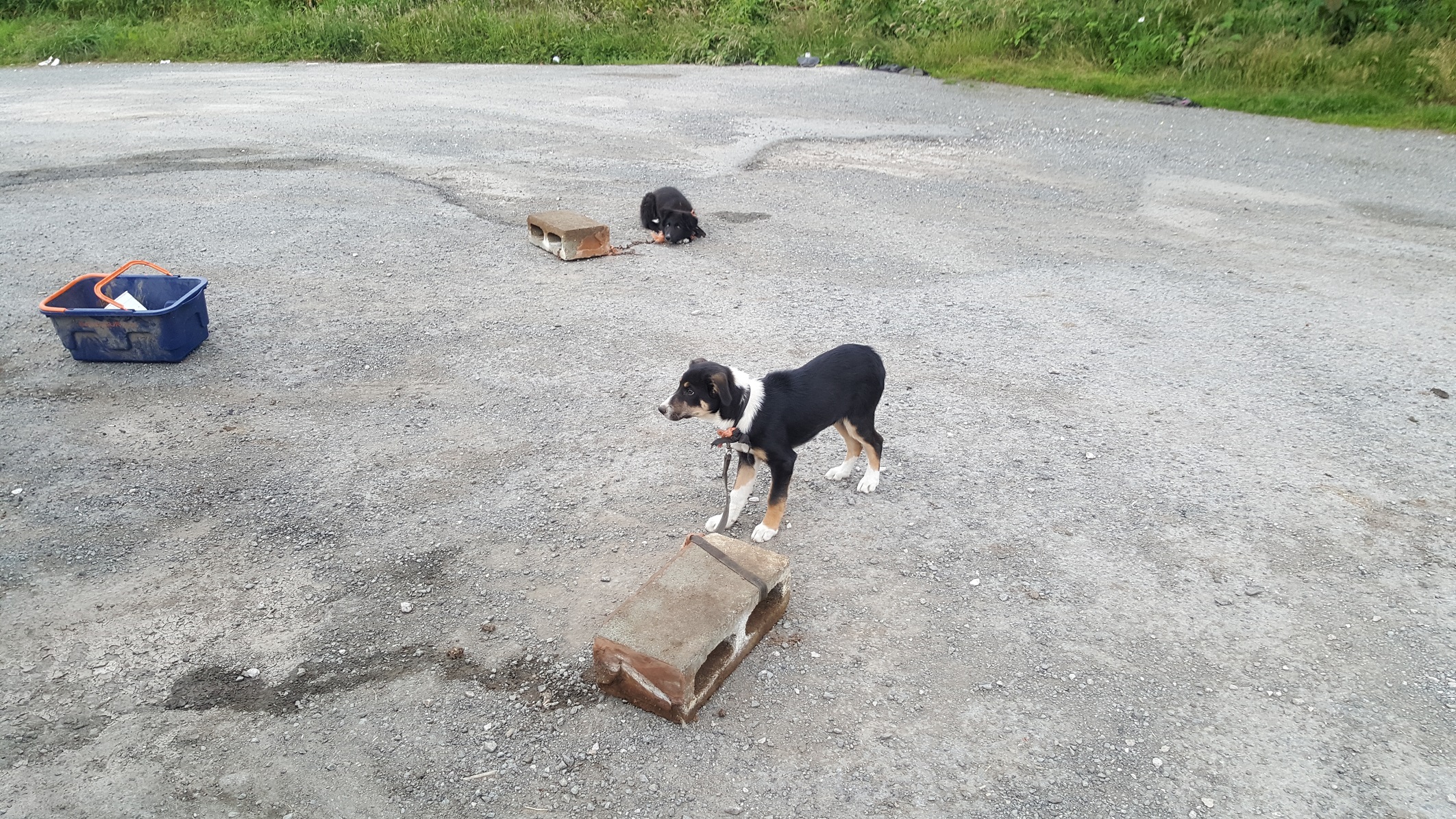 Puppies abandoned in Colwyn Bay