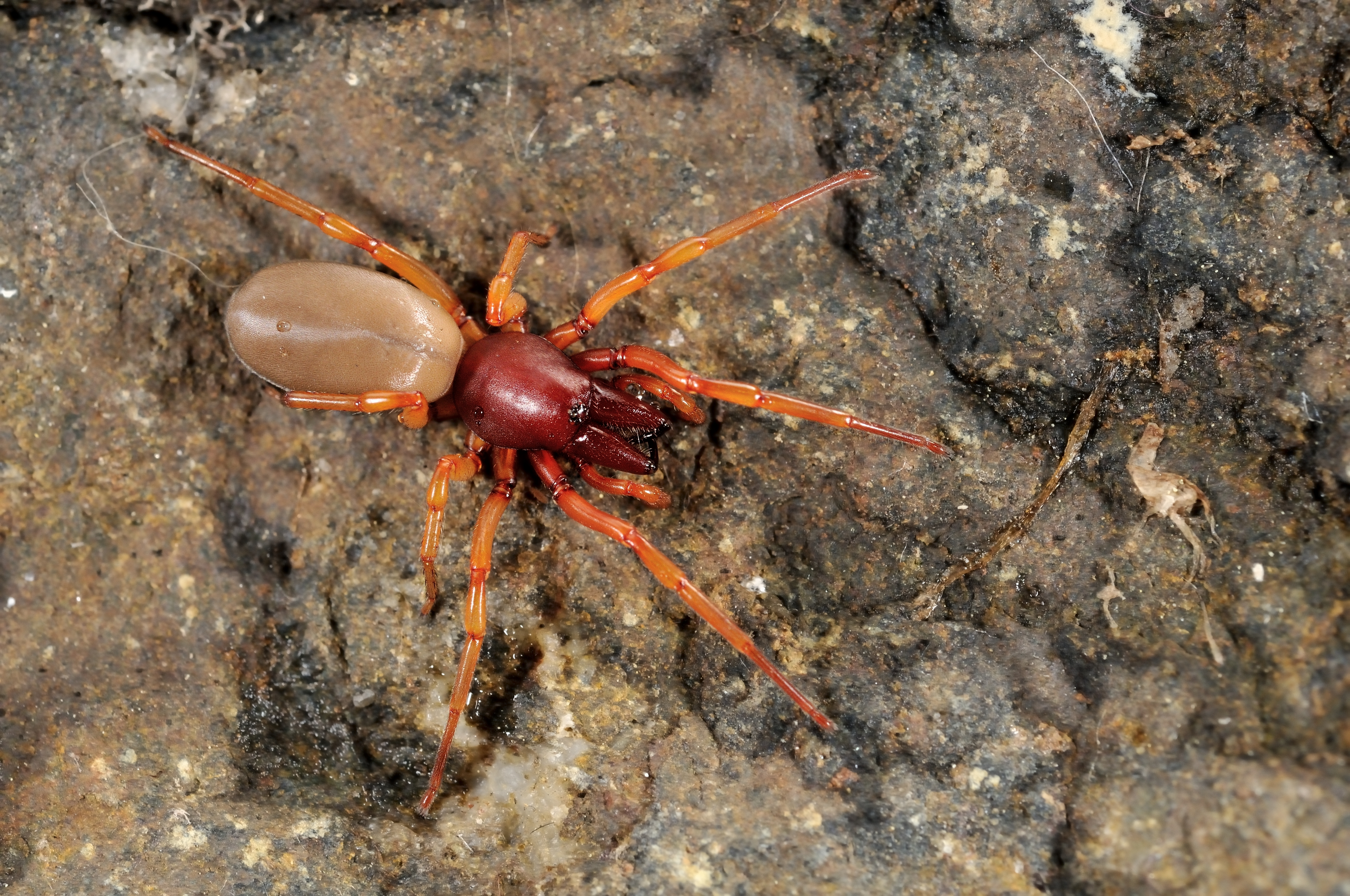 These Are The Aggressive And Poisonous Spiders To Look Out For In Britain