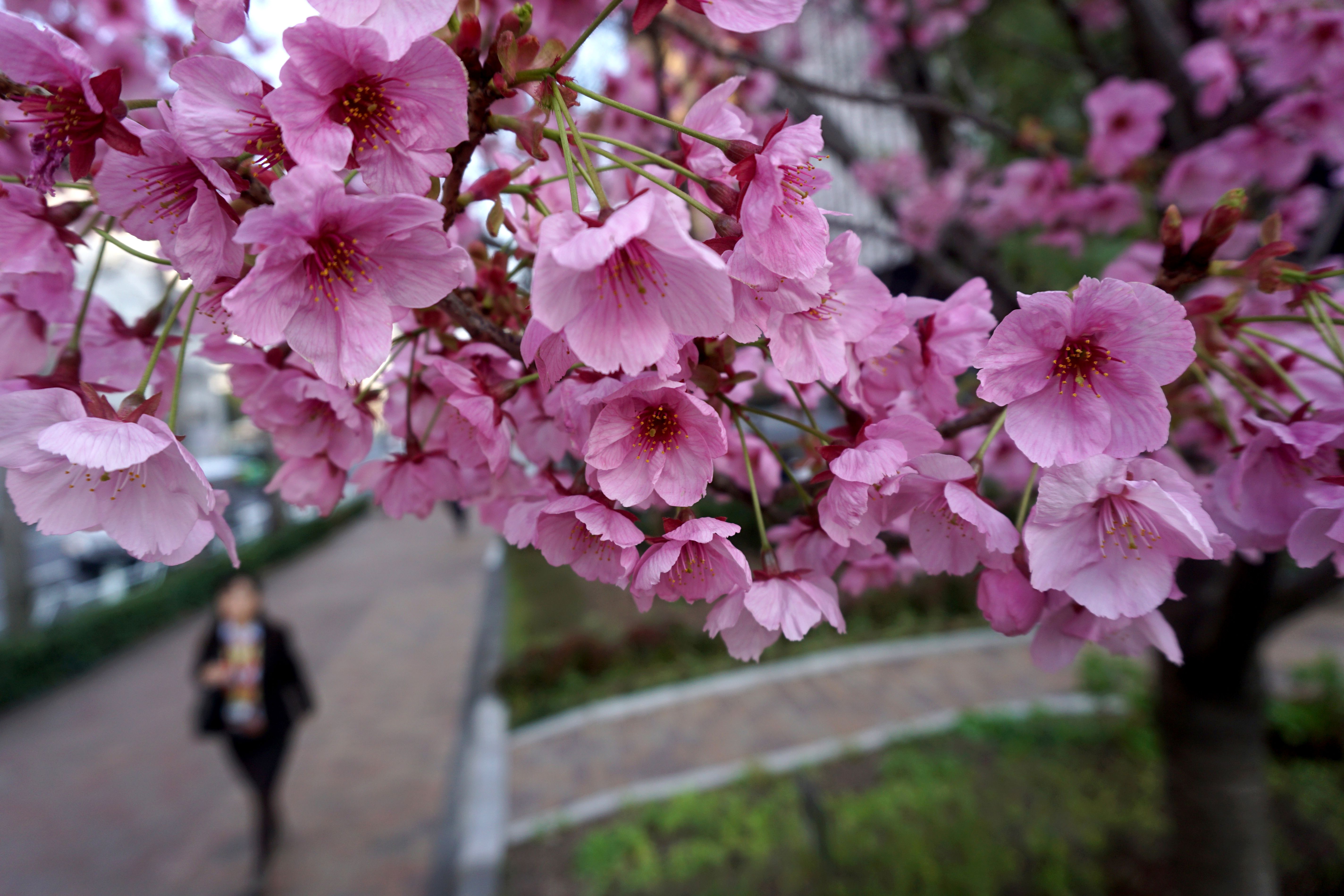 These pictures of Japan’s famous cherry blossom will make you want to