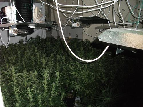 Cannabis Factory Bedminster