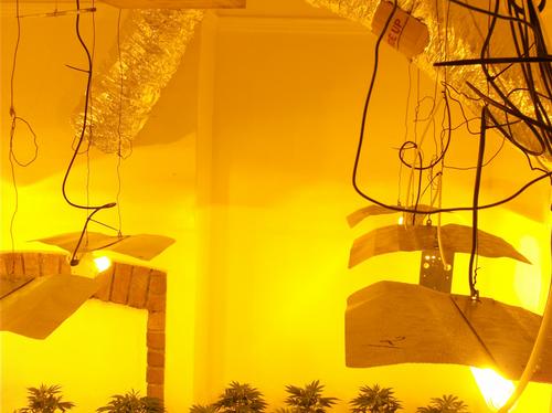 Cannabis Factory Horfield Bristol