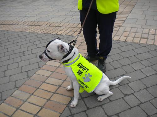 Coronavirus Fears See Cats And Dogs Turned Away At Coventry Adoption Centre The Coventry Observer