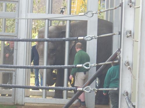 New elephant at Woburn Safari Park