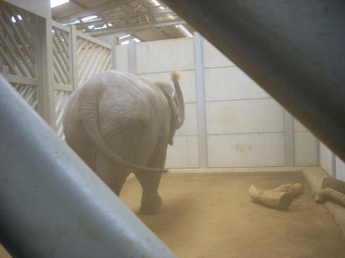 New elephant at Woburn Safari Park