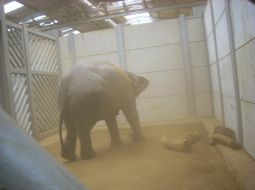 New elephant at Woburn Safari Park