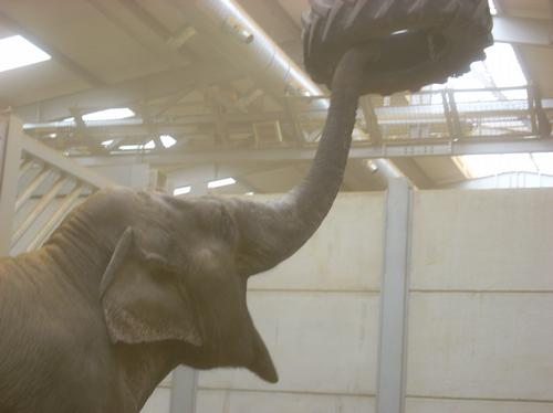 New elephant at Woburn Safari Park