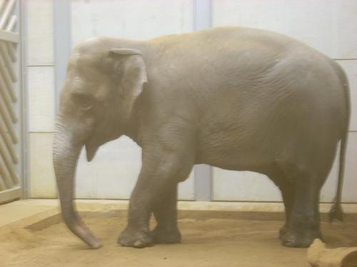 New elephant at Woburn Safari Park