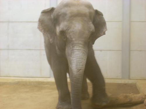New elephant at Woburn Safari Park