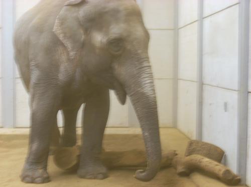 New elephant at Woburn Safari Park