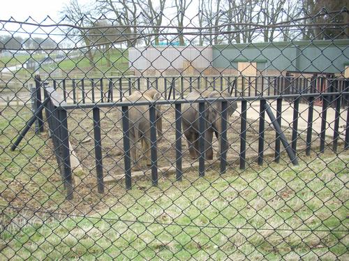 New elephant at Woburn Safari Park