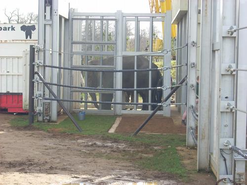 New elephant at Woburn Safari Park