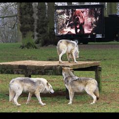 Wolves at Longleat watching New Moon