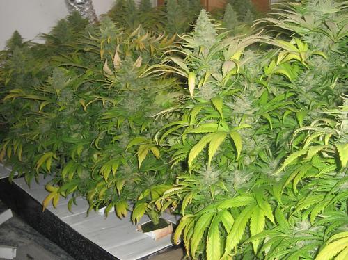 Cannabis plants found in a house in Sheerness