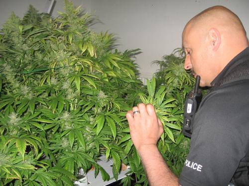 Cannabis plants found in a house in Sheerness