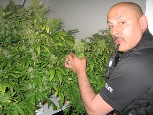 Cannabis plants found in a house in Sheerness