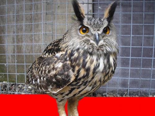 Zeus the Owl on the red carpet...