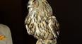 Image 5: Zeus the Owl
