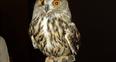 Image 6: Zeus the Owl