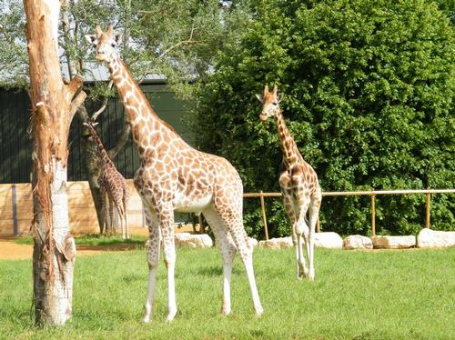 Giraffes at Cotswold Wildlife Park - Giraffes at Cotswold Wildlife Park ...