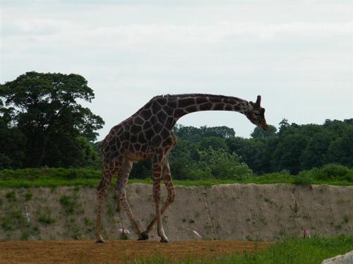 Giraffes at Cotswold Wildlife Park - Heart Oxfordshire