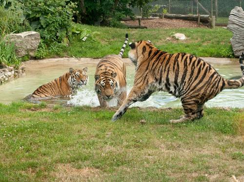 Tigers at Howletts keeping cool during the hot wea