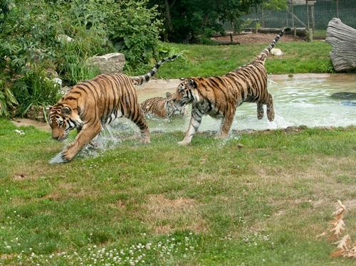 Tigers at Howletts keeping cool during the hot wea