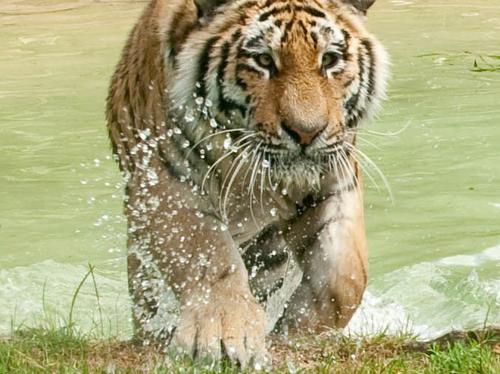 Tigers at Howletts keeping cool during the hot wea
