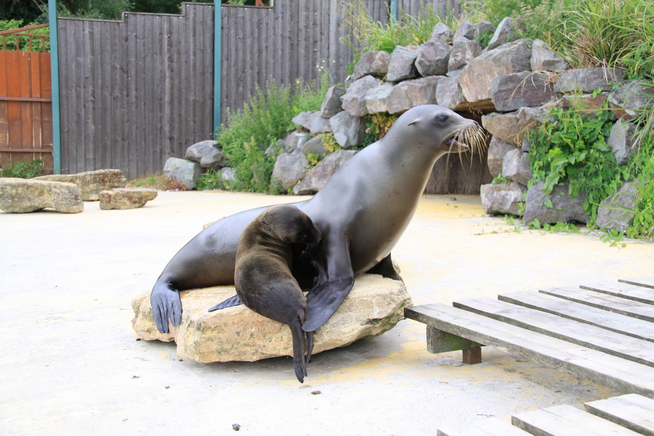 Riley - the Sea Lion pup - with mum Zook