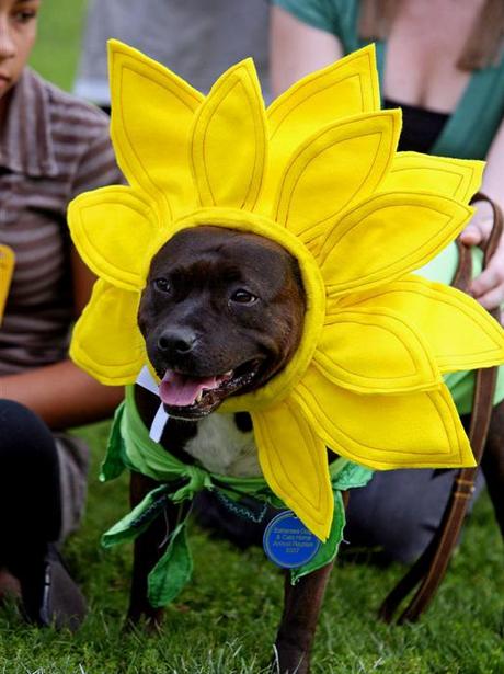 National Dog Day