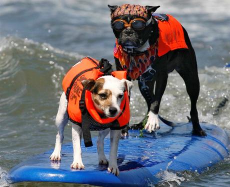 National Dog Day