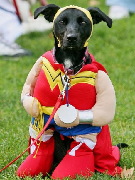 National Dog Day