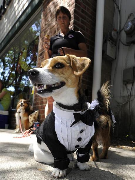 National Dog Day