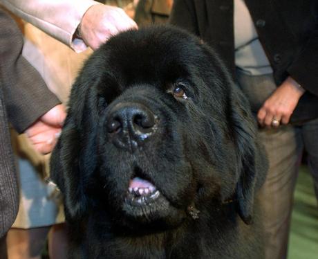 National Dog Day