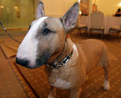 National Dog Day
