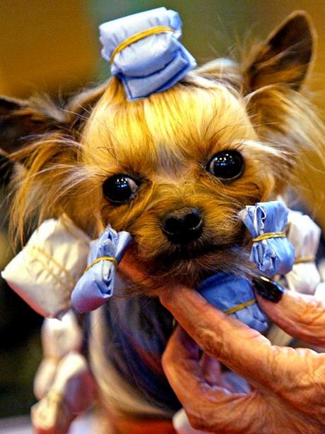 National Dog Day uk