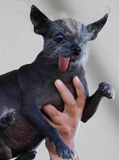 National Dog Day