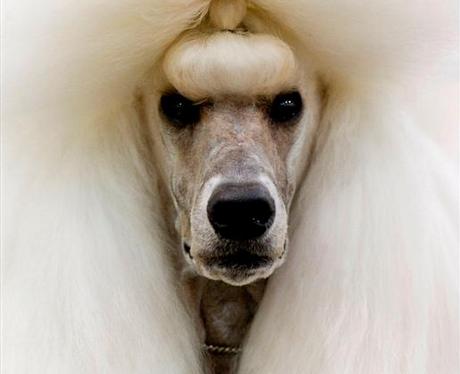 National Dog Day