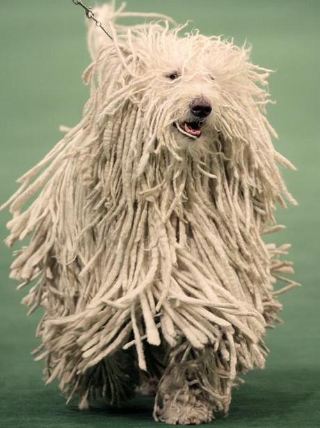 National Dog Day