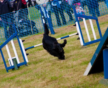 Aylsham Show 2010