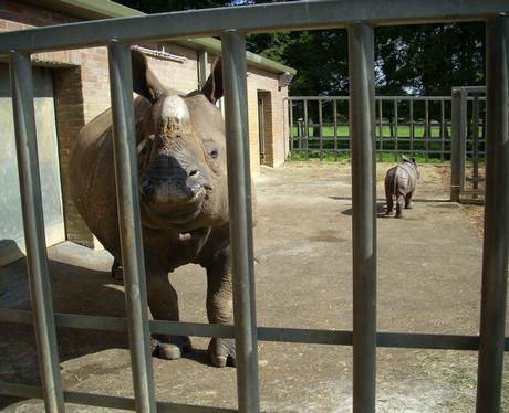 Baby Rhino in Whipsnade