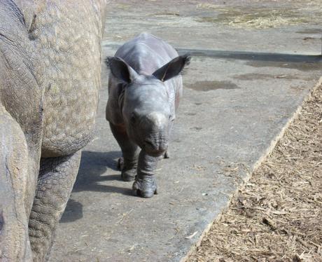 Baby Rhino in Whipsnade