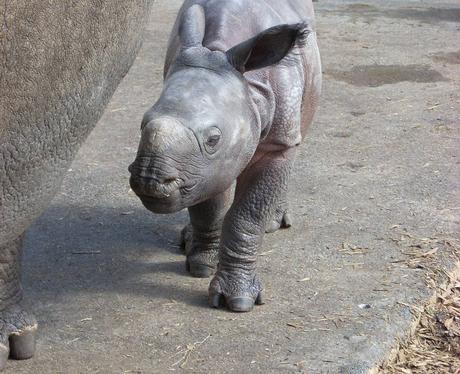 Baby Rhino in Whipsnade - Baby Rhino at Whipsnade - Heart Beds, Bucks ...