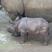 Image 8: Baby Rhino in Whipsnade