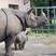 Image 6: Baby Rhino in Whipsnade
