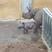 Image 3: Baby Rhino in Whipsnade